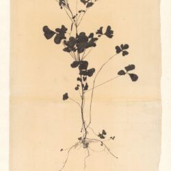 Workshop botanisch tekenen in de Wackers Tuin