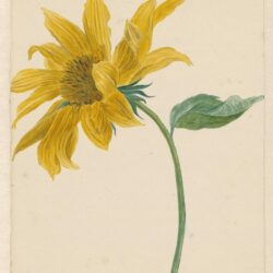 Botanisch met aquarel